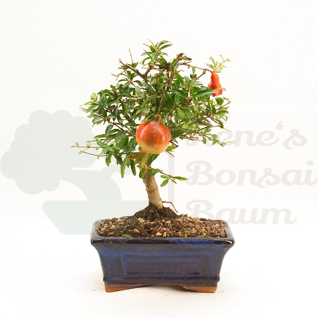 Granatapfel 'Punica granatum'